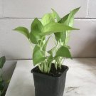 Lime pothos plant In Pot
