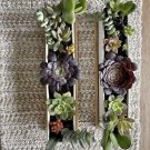 succulents live plants with pot Arrangements