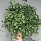 Hoya Dischidia Plant In Vasw