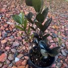 Zz Plant Included Pot