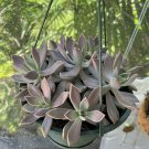 succulents live plants echeveria In Big Basket