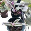 Trascendencia Plant In Pot