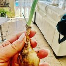 Organic onion edible plant