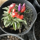 Jalapenos Plant Organic And Edible Vegetables In Pot