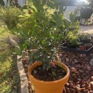 tangerine organic tree included pot