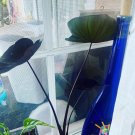 Black Elephant Ear Live Plant included pot