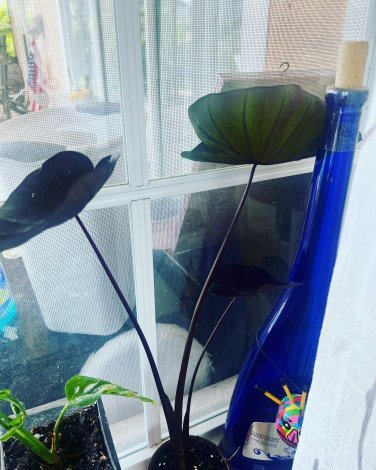 Black Elephant Ear Live Plant included pot
