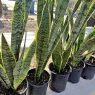snake plant live indoor With Pot