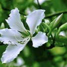 white orchid plants Scent Flowers In Pot
