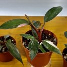 Pink And White Philodendron Princes With Pot Included