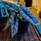 Alocasia Alocasia silver With Pot Med Size