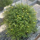 Mercadonia Gold Plant mercadonea gold plant in basket 1 gallon