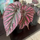 Begonia Adore In Pot Included