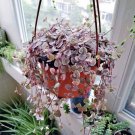 Variegate String Of Hearts Plant Starter Pant In Pot Rose Color