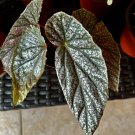 Begonia Angel Wing Plant With Pot Included Med Size