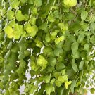 creeping jenny plant In Basket 1 Gallon