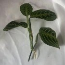 Prayers Plant Cuttings With Nursery Pot Included