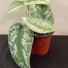 scindapsus jade satin variegated In Pot