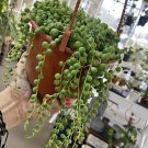 string of pearls plant In Base Medium Full Of Pearls