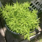sedum plants