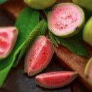 guava tree grafted In Pot Organic Tree Super Sweet Fruit