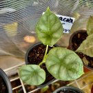 alocasia cuprea In Pot