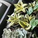 Purifier Live Plants In Pot Med Size