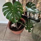 monstera plant Big Size in 8” Pot