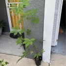 yuca Casave Plant In Pot