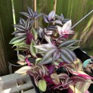 Inch Plant in vase