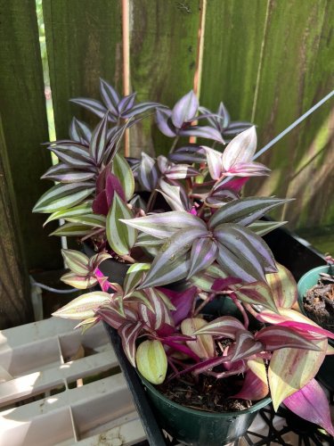 Inch Plant in vase