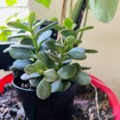 jade plant live In Vase 4” In Vase 4” in or outdoor