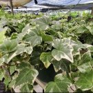 Ivy Variagate Plant English Ivy In Basket Fresh Plant In Basket