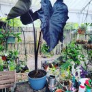 Elephant ears baby plant in black color