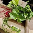 Pothos Plant In Vase With Organic Soil Indoor Or Outdoor Medium/large Plant