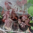 cranberry plant Organic In Pot