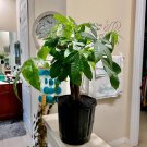 money tree Bonsai Hand braid Plant In Vase