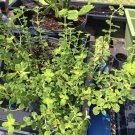 mojito mint plant In Pot
