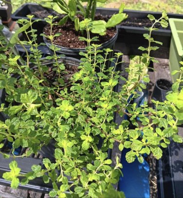mojito mint plant In Pot