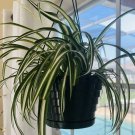 spider plants live plants