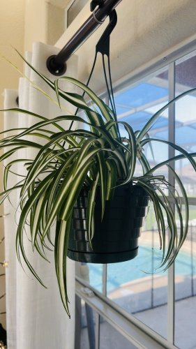 spider plants live plants