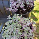 Trascendencia Plant In Vase