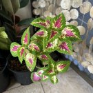coleus plants live plants In Vase
