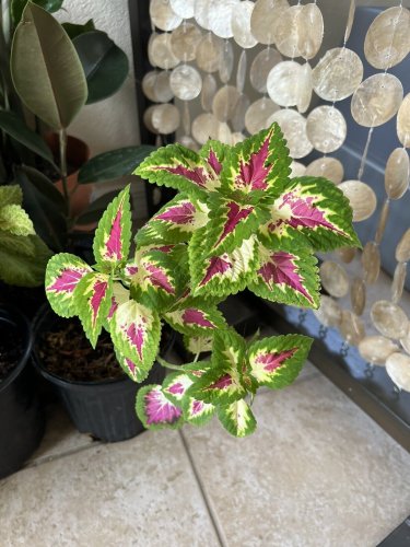 coleus plants live plants In Vase