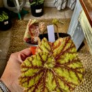Coleus plant with pot included choose your favorite indoor and outdoors