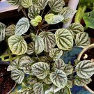 peperomia plants In Pot