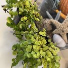 creeping jenny plant In Vase