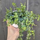 dischidia plant In Vase Hoya Exotic Plant