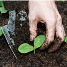 Organic compost soil 1 pound hand made