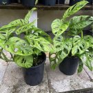 monstera swiss cheese plant In Pot
